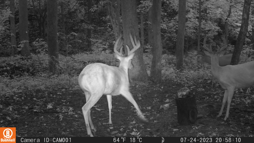 Listing Image 95