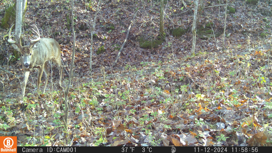 Listing Image 97