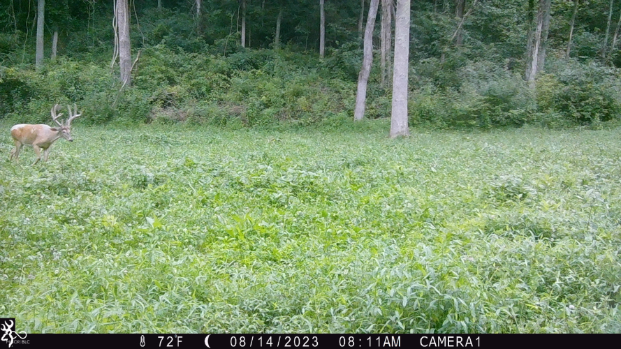 Listing Image 98