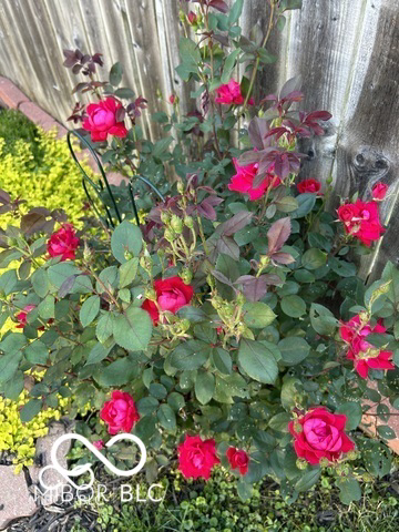 Listing Image 54