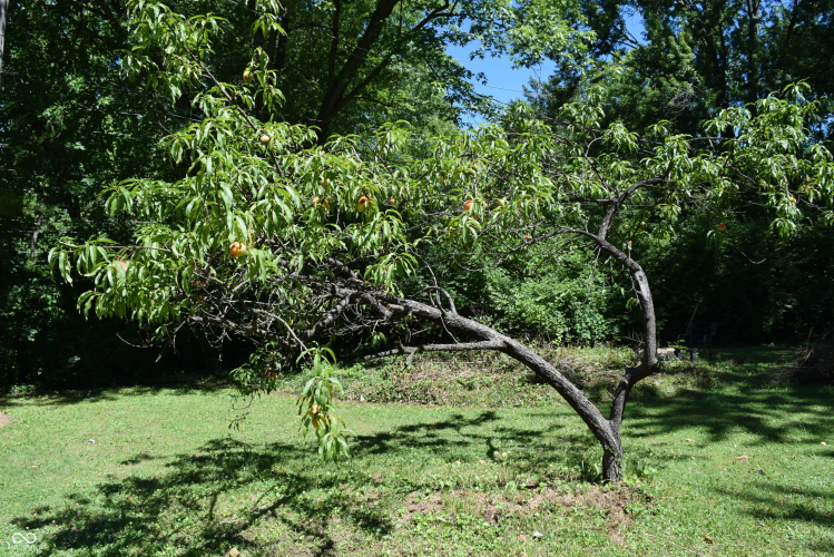Listing Image 50