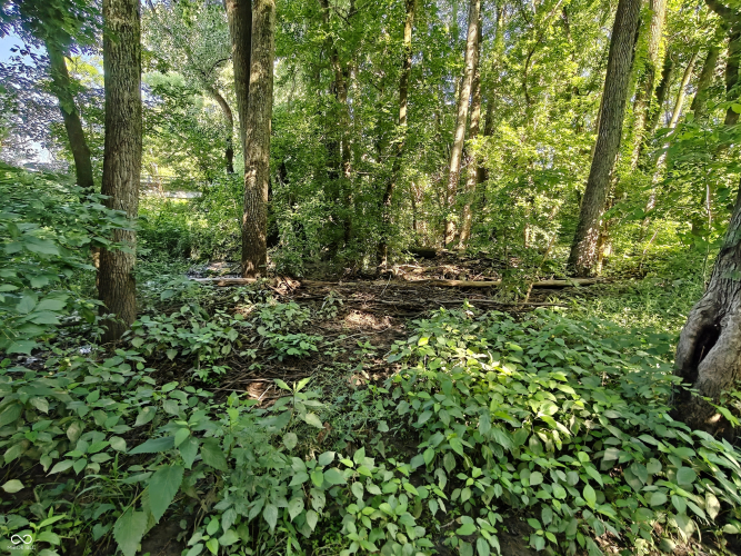 Listing Image 61
