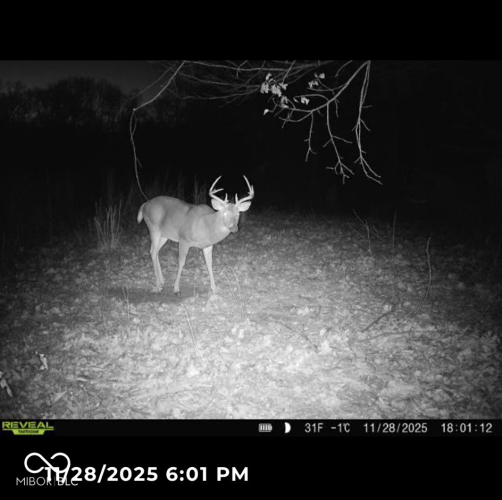 Listing Image 64