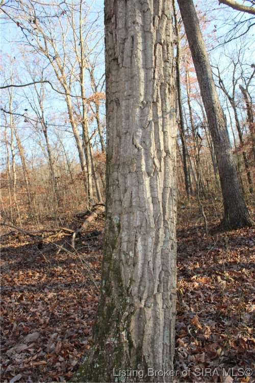 Listing Image 30