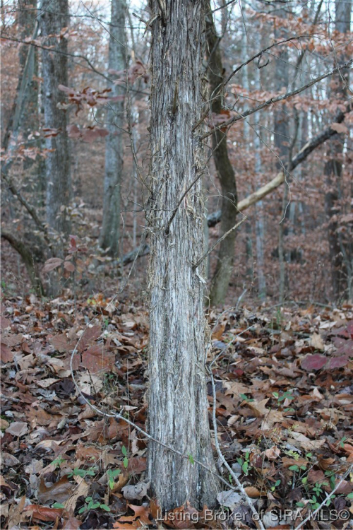 Listing Image 41