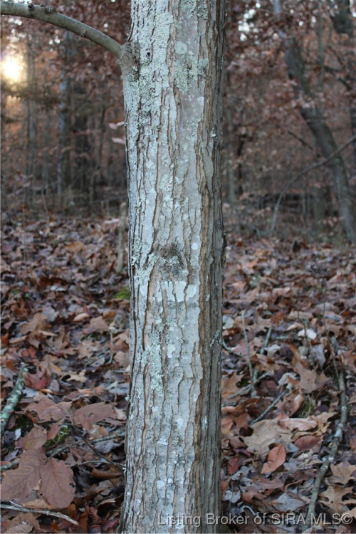 Listing Image 43